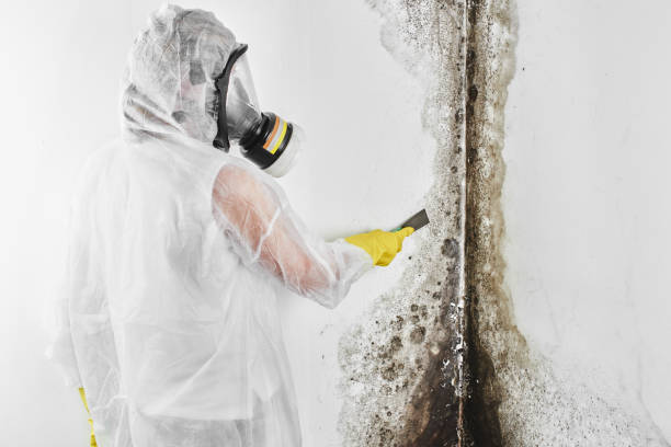 Best Best Mold Removal Companies  in Clover Creek, WA
