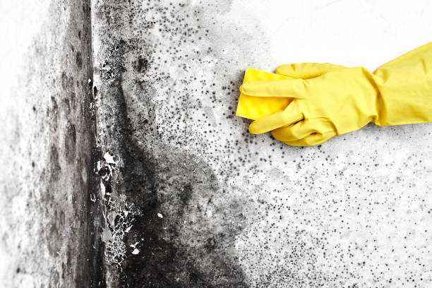 Best Same-Day Mold Removal  in Clover Creek, WA