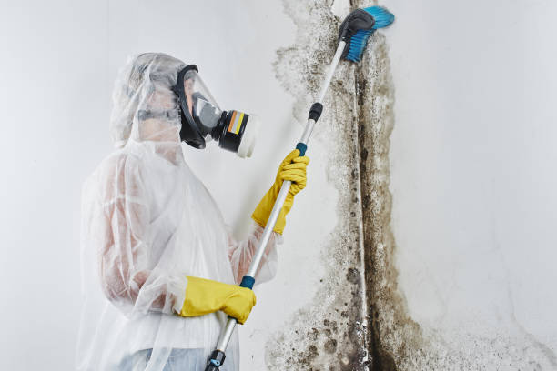 Best Home Mold Removal  in Clover Creek, WA