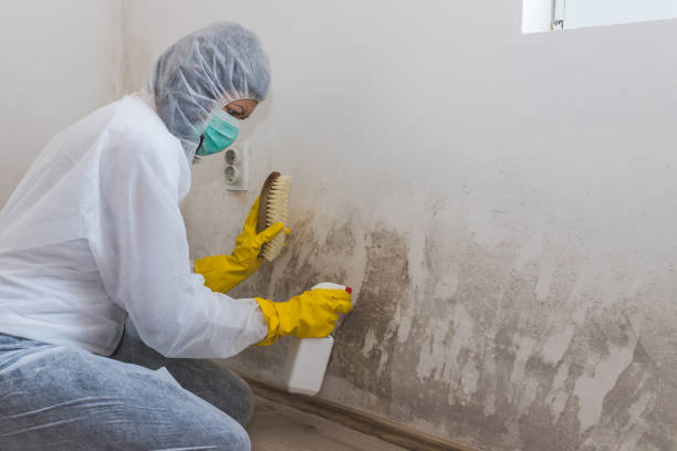 Best Mold Testing  in Clover Creek, WA