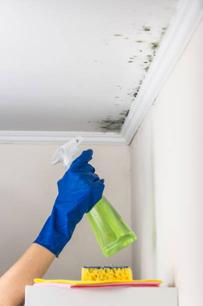 Best Crawl Space Mold Removal  in Clover Creek, WA