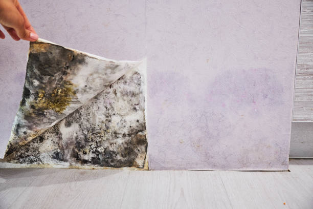 Best Emergency Mold Removal  in Clover Creek, WA